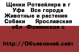 Щенки Ротвейлера в г.Уфа - Все города Животные и растения » Собаки   . Ярославская обл.,Фоминское с.